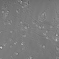 Thumbnail for version as of 06:34, 7 February 2011