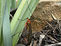 Hanging Scorpionfly (Harpobittacus australis) Family: Bittacidae