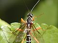 Ichneumon wasp (rhyssa persuasoria)