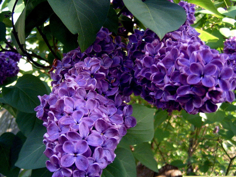 File:Lilac (purple).jpg