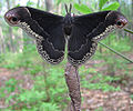 Common moth, eats the leaves of lespedeza