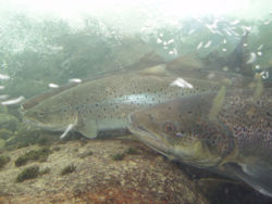 Salmonandseatrout.jpg
