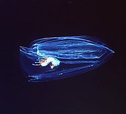 Ctenophora.jpg