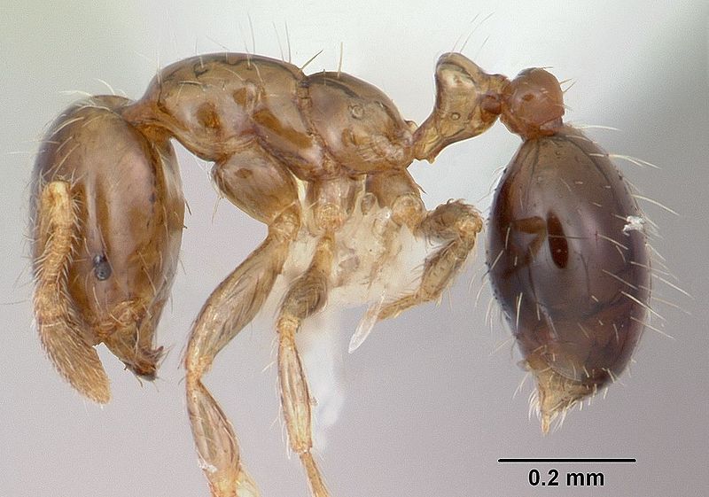 File:Solenopsis papuana.jpg