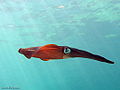 Southern Calamari Squid (Sepioteuthis australis) Order: Teuthida