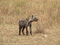 Spotted Hyena (Crocuta crocuta)