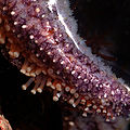 Thumbnail for version as of 01:19, 5 December 2010