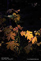 Bigleaf Maple (Acer macrophyllum)
