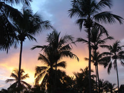 Coconuttreeandsunset.jpg