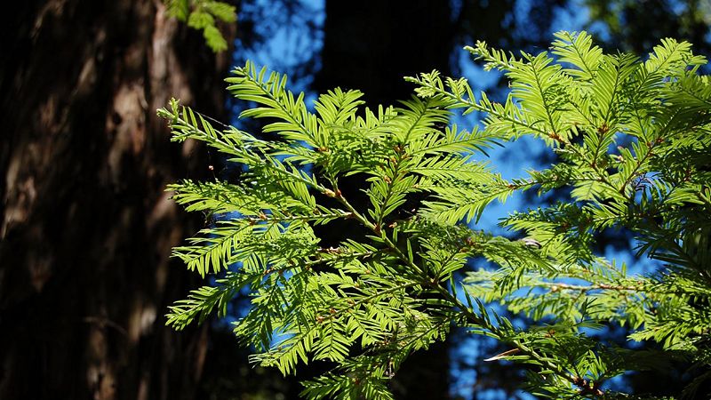 File:Leaves of red wood.jpg