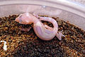 Thumbnail for version as of 06:06, 11 February 2013