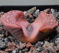 Living stones (L. marmorata)