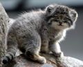 Pallas's cat (O. manul) Genus: Otocolobus