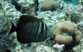 Sailfin Tang (Zebrasoma desjardinii) Genus: Zebrasoma
