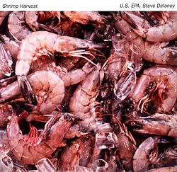 Shrimp.jpg