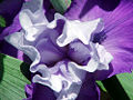 Purple Iris