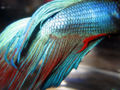 Betta's tail part