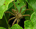 Thumbnail for version as of 02:48, 6 March 2009