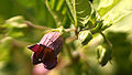 Thumbnail for version as of 01:36, 9 May 2010