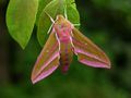 Elephant Hawk-moth (Deilephila elpenor) Family: Sphingidae