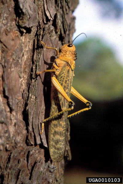 File:Brown cricket.jpg