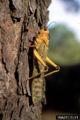 Brown cricket (Tropidacris dux) Family: Acrididae