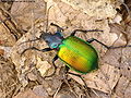 Caterpillar Searcher (C. Sycophanta) Genus: Calosoma