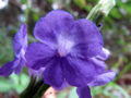 Thumbnail for version as of 05:51, 30 December 2007