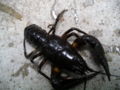 Noble crayfish (Potamobius astacus) Order: Decapoda