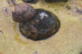 Thumbnail for version as of 18:23, 28 October 2007