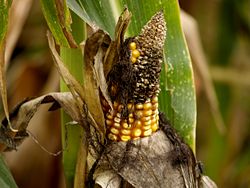 Maize4.jpg