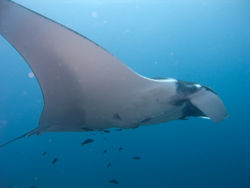 Manta Ray 1.jpg