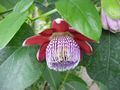 Winged-stem Passion Flower (P.alata) Subtaxa:Passiflora