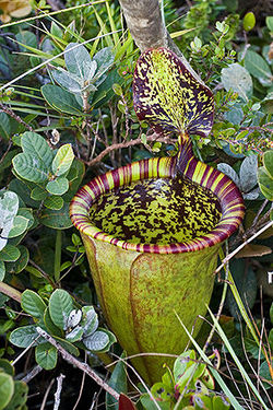 Pitcher plant.jpg