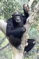 Chimpanzee