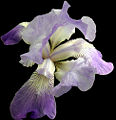 Thumbnail for version as of 16:25, 5 June 2008