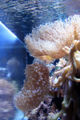 Amazing photo taken in an aquarium of an anemone going through its budding process