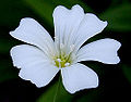 Baby's-breath (Gypsophila) Subtaxa:name