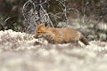 Red fox (V. vulpes)