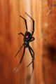 Picture of the black widow waiting for prey to be caught in its web.
