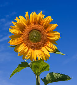 Common sunflower.jpg