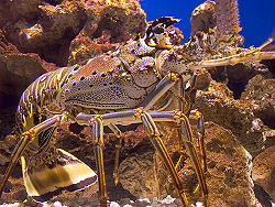 Crayfish 6.4.jpg