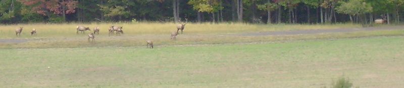 File:ElkFight7.jpg