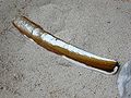 Sword Razor (Ensis arcuatus)
