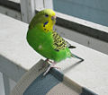 Green budgerigar (Melopsittacus undulatus )