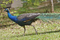 Male Indian Peafowl (Pavo cristatus)