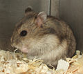 Thumbnail for version as of 23:15, 5 March 2008