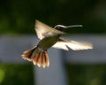 Berylline Hummingbird (Amazilia beryllina)