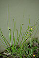Thumbnail for version as of 18:37, 18 May 2010