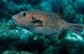 Puffer (A. meleagris) Family: Tetraodontidae